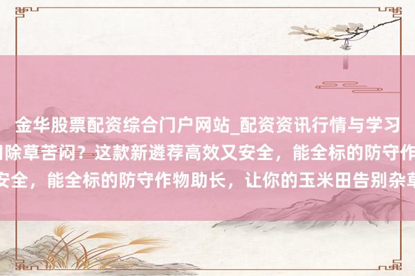金华股票配资综合门户网站_配资资讯行情与学习入口汇总 还在为玉米田除草苦闷？这款新遴荐高效又安全，能全标的防守作物助长，让你的玉米田告别杂草阻难